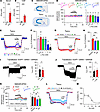 Submillimolar l-Phe increases GluN2B-NMDAR activity.