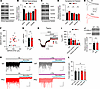 Normal NMDAR function and tonic GABAergic inhibition in the hippocampus of