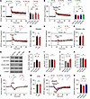 l-Phe perturbs synaptic plasticity through the activity-dependent downregul