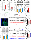 l-Phe loading decreases neural activity in adult mice.