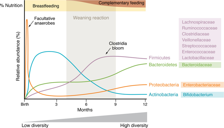 Microbial succession in the first two years of life and influences of di...