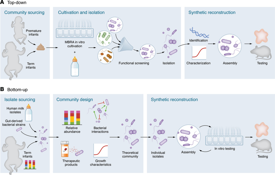 Generation of synthetic bacterial communities.
Overview of (A) top-down ...