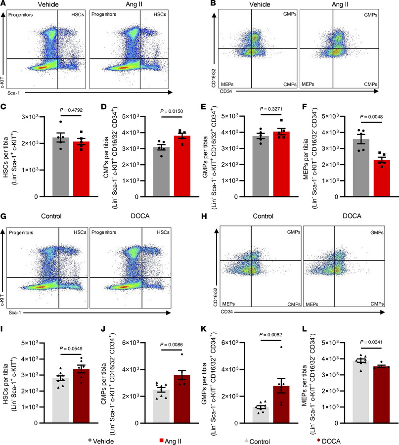 Flow cytometric analysis of bone marrow progenitor populations in both m...