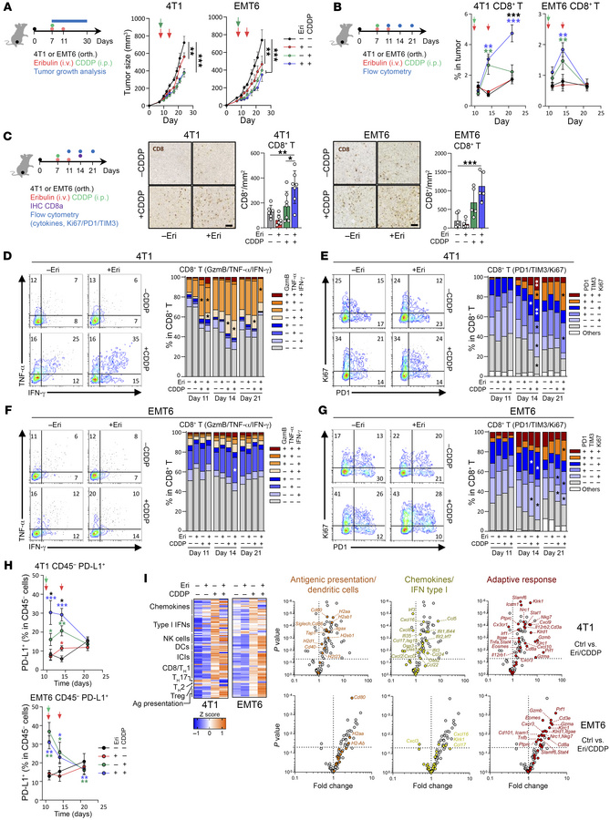 The CDDP-Eri doublet increases tumor CTL infiltration and functionality....