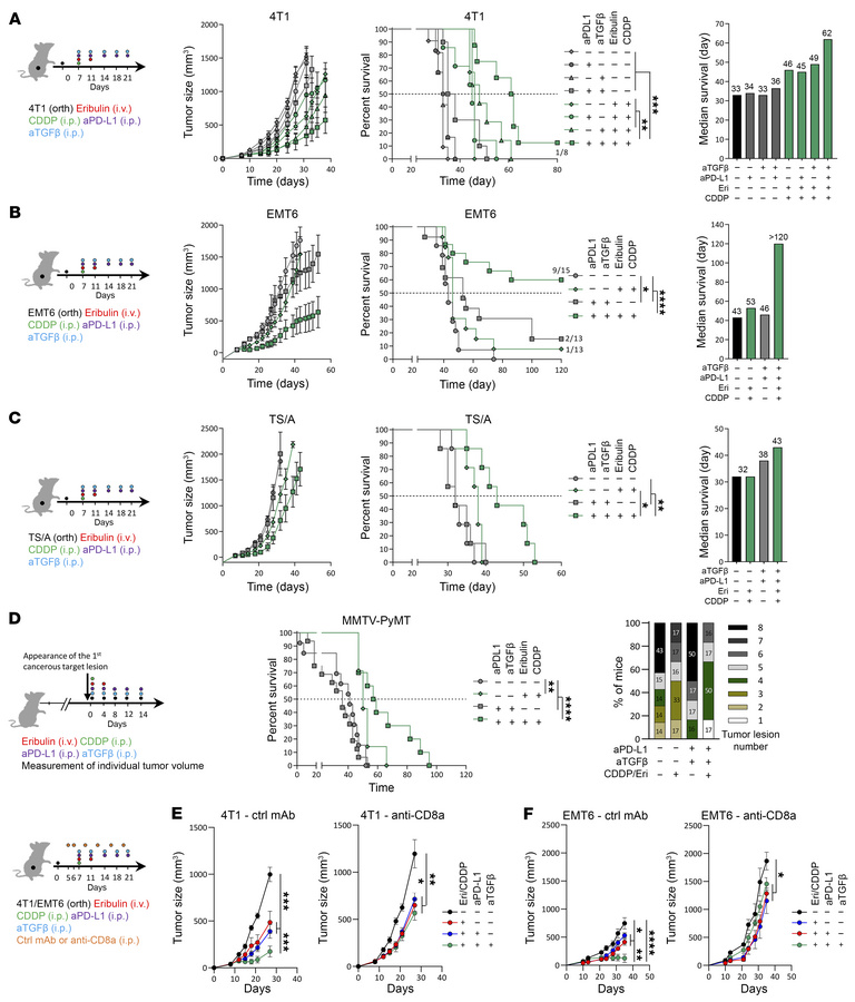 TGF–β blockade restores chemoimmunotherapy efficacy.
(A–C) 4T1 (A), EMT6...