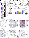 The CDDP-Eri doublet induces TGF-β–mediated immunoresistance.
