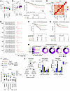 The CDDP-Eri combination induces TGF-β in human BC cell lines.