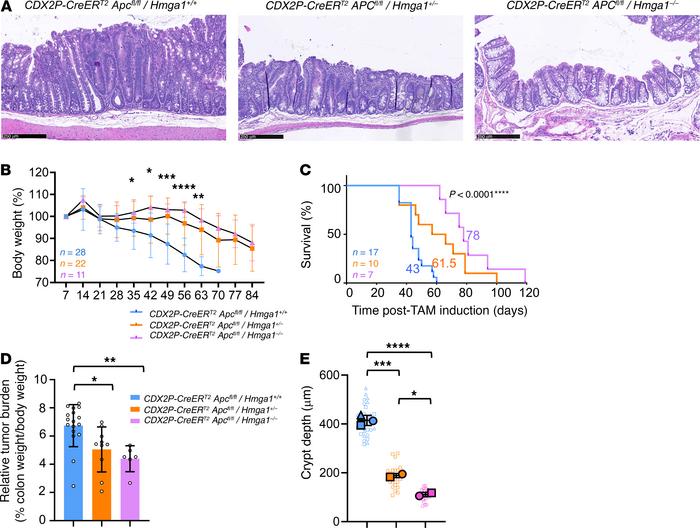Loss of a single Hmga1 allele mitigates colon tumorigenesis and prolongs...