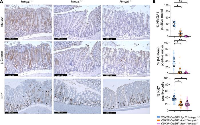 
Hmga1 haploinsufficiency decreases β-catenin and Ki67 in CDX2P-CreERT2/...