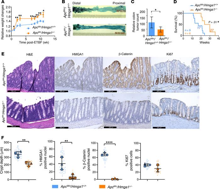 
Hmga1 haploinsufficiency disrupts colon tumorigenesis induced by ETBF i...