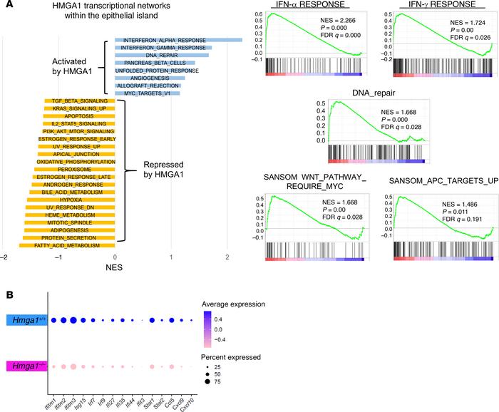 HMGA1 activates gene networks within the crypt epithelial island involve...