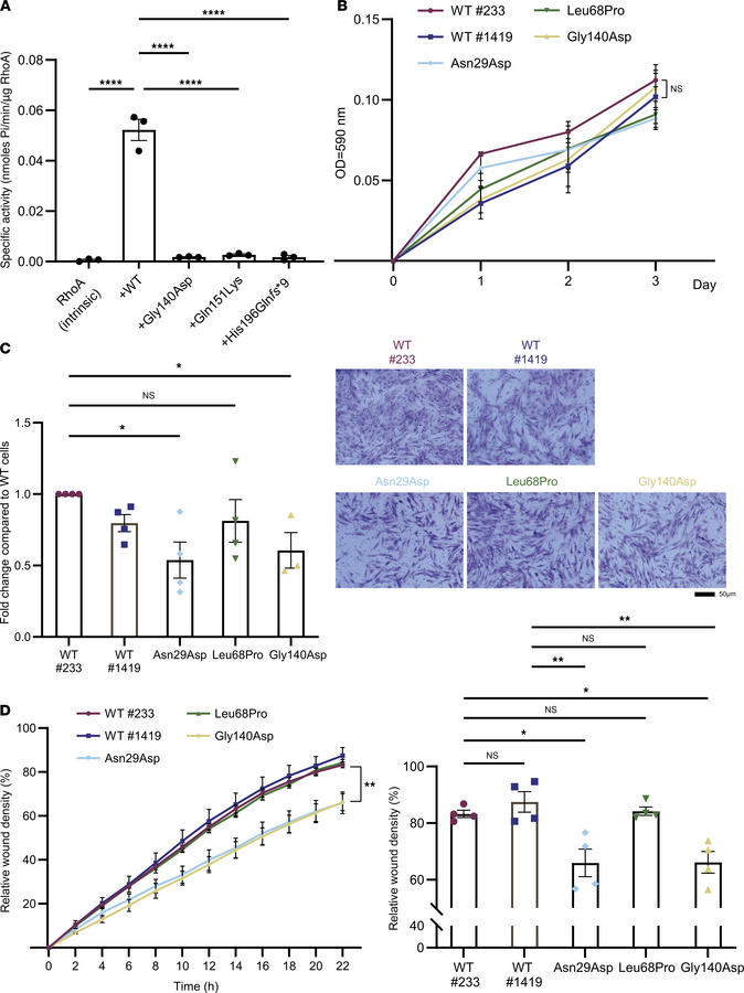 
ARHGAP19 variants have defective GAP activity and cell migration.
(A) I...