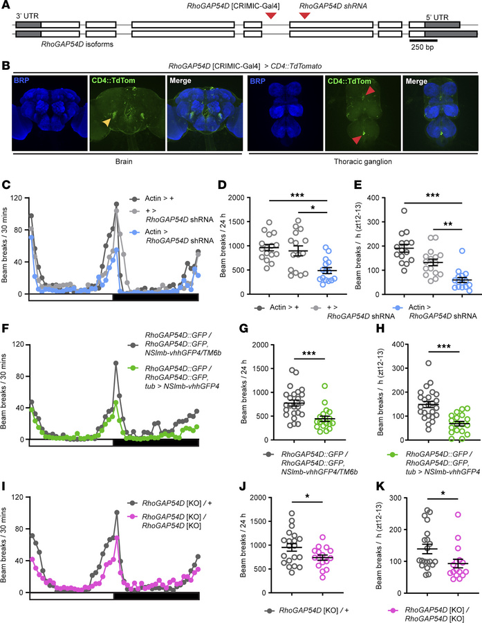 The ARHGAP19 ortholog RhoGAP54D is important for Drosophila melanogaster...