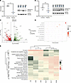 Western blot and RNA-seq analyses confirm downregulation of ARHGAP19 as wel