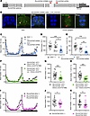 The ARHGAP19 ortholog RhoGAP54D is important for Drosophila melanogaster lo