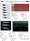 Zebrafish Danio rerio arhgap19 is important for motor neuron function.