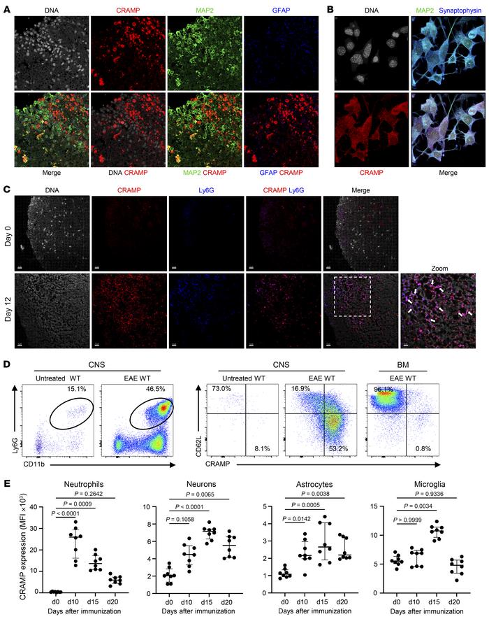 CRAMP is expressed in different cell types within the CNS during EAE.
(A...