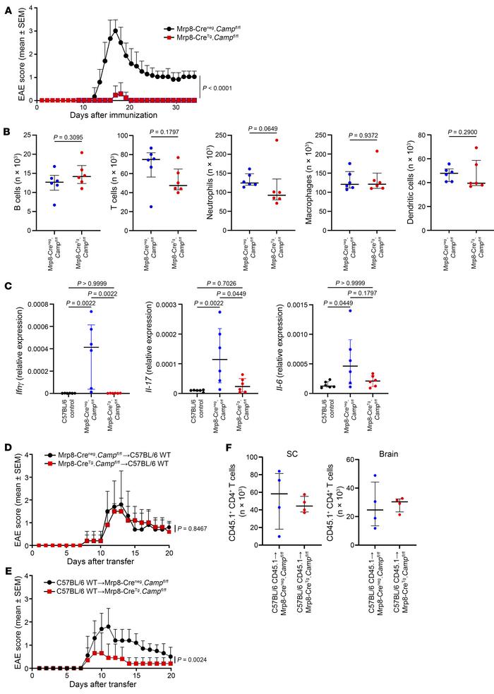 CRAMP from neutrophils is essential for EAE.
(A) Mrp8-Creneg.Campfl/fl a...