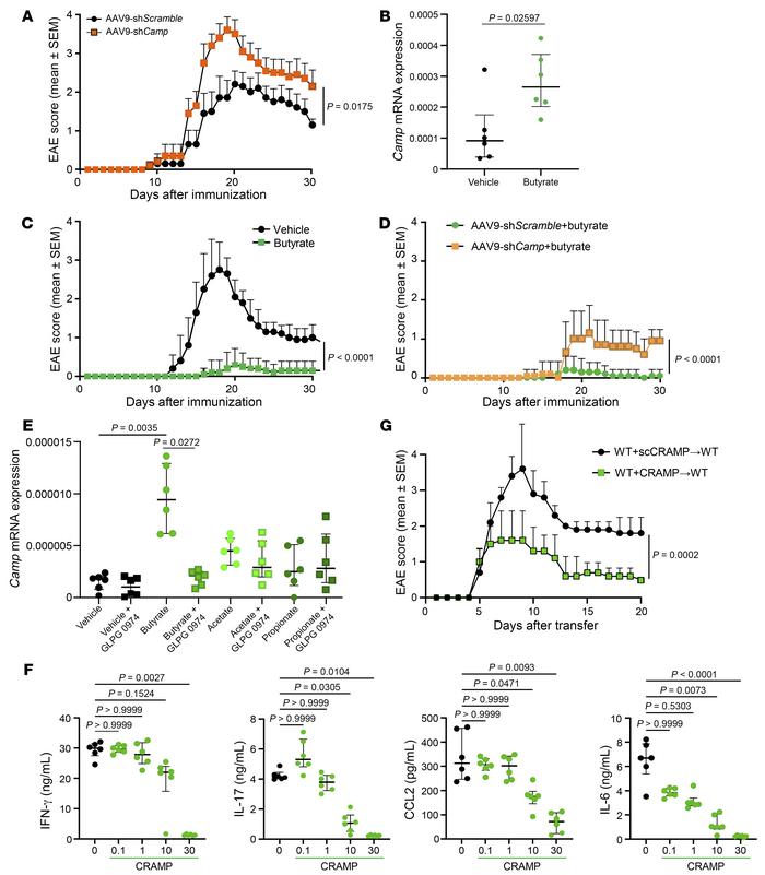 CRAMP from neural cells dampens EAE.
(A, C, and D) WT mice were immunize...