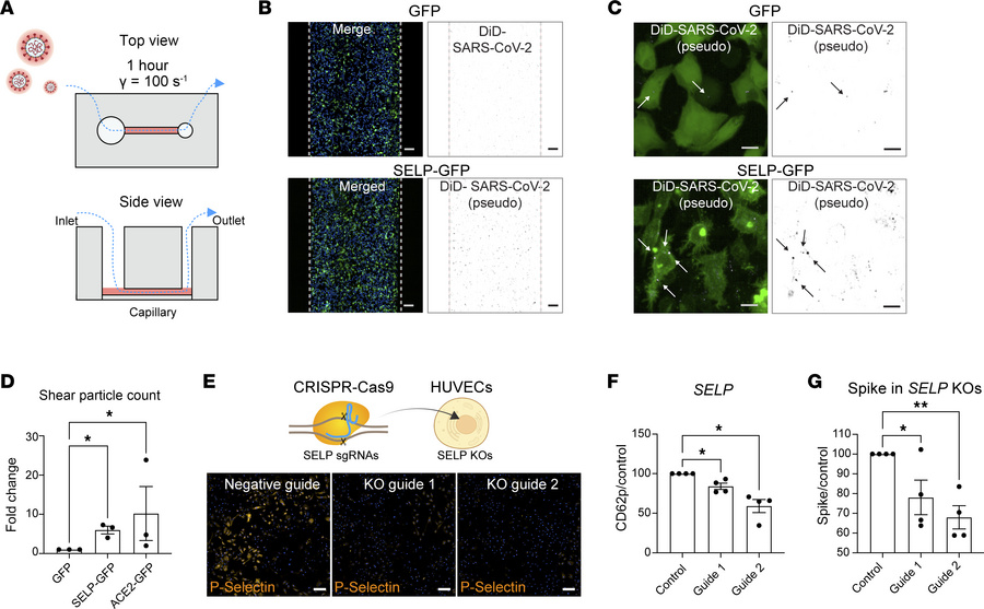 Endothelial cells use P selectin to bind SARS-CoV-2 spike.
(A) Schematic...