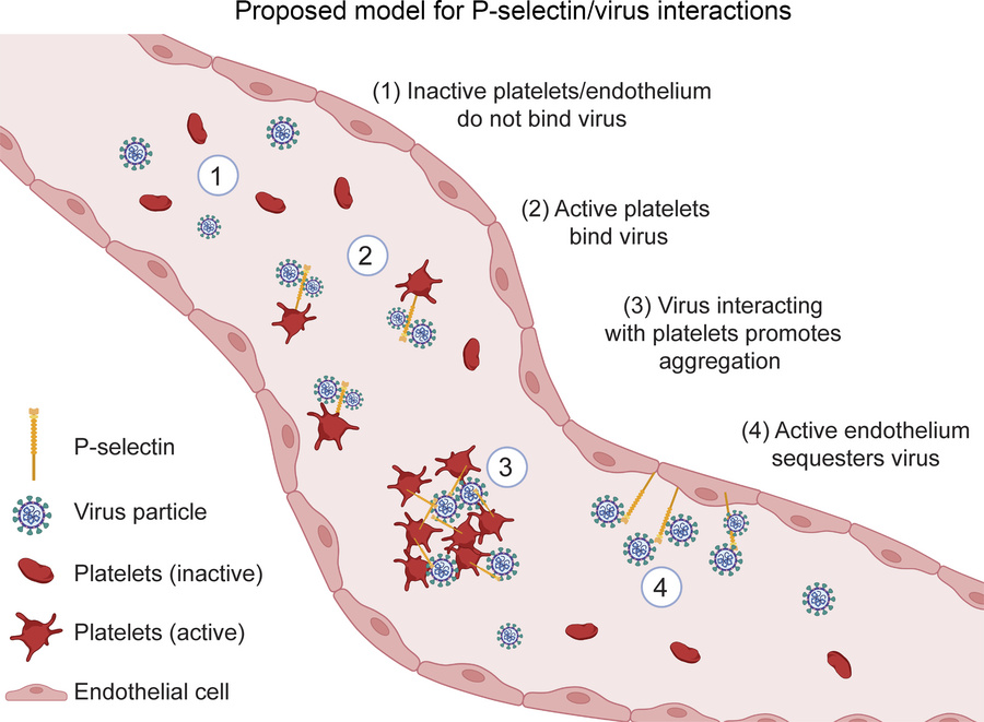 Proposed model for physiological P selectin function during SARS-CoV-2 i...