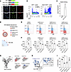 P selectin interaction with pathogenic coronavirus spike proteins.