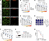 P selectin expression suppresses SARS-CoV-2 infection.