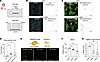 Endothelial cells use P selectin to bind SARS-CoV-2 spike.