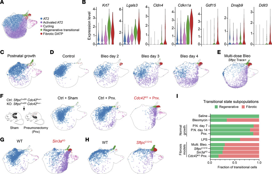 Fibrotic DATPs occur in multiple models of lung fibrosis but not in mode...