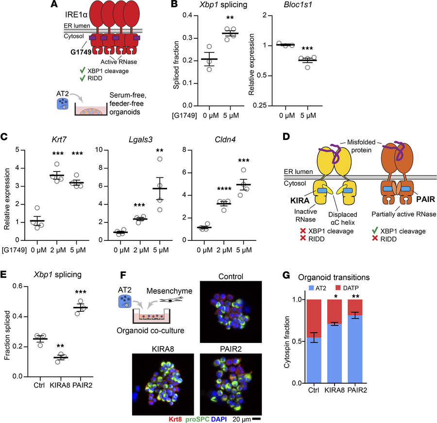 AT2 to DATP transition requires RIDD.
(A) Schematic of G1749 binding to ...