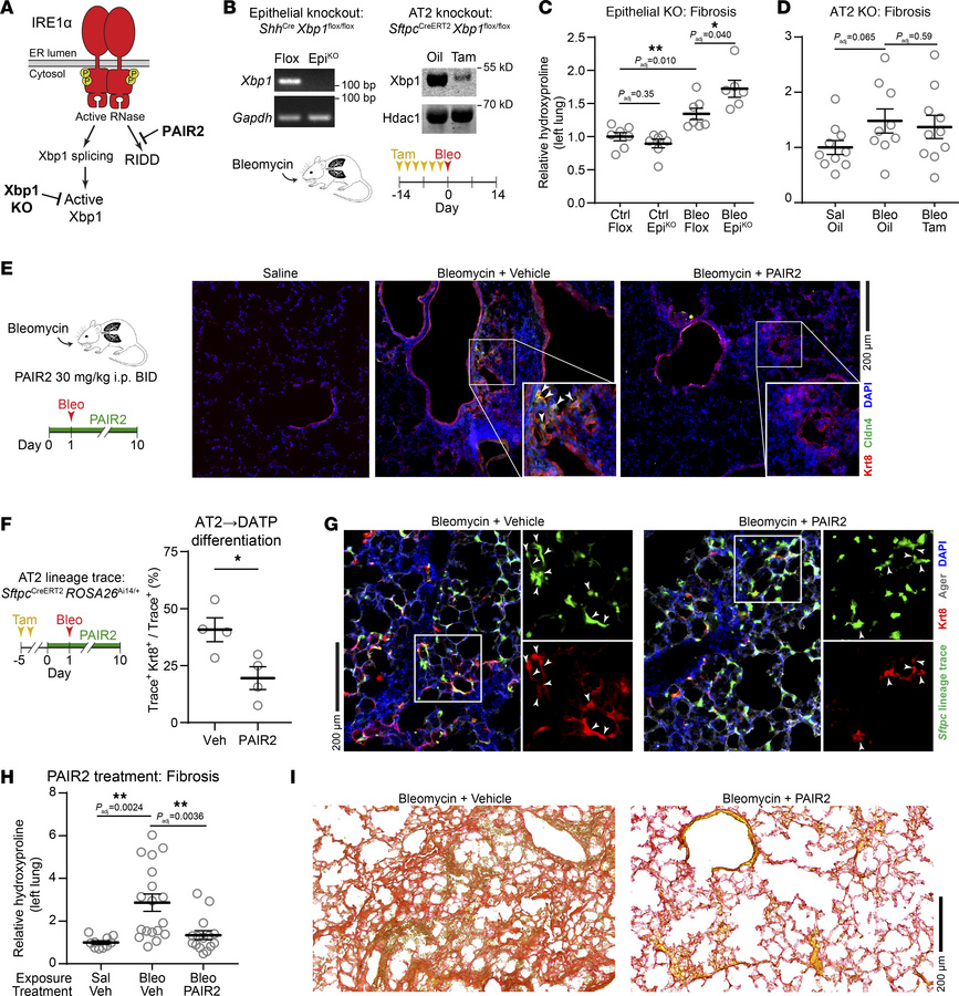 Inhibition of RIDD with PAIR2 protects mice from fibrosis.
(A) Schematic...
