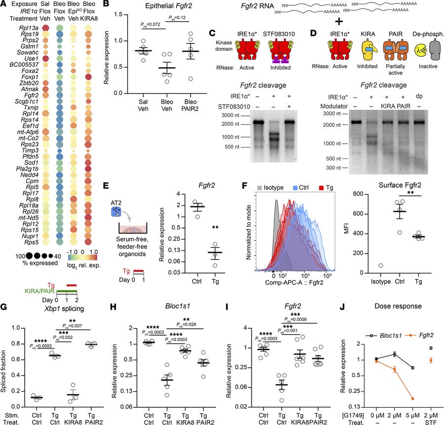 
Fgfr2 is a bona fide substrate for RIDD.
(A) Dot plot of RIDD candidate...