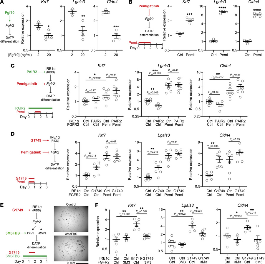 Regulation of Fgfr2 is necessary and sufficient for IRE1α-induced AT2-to...