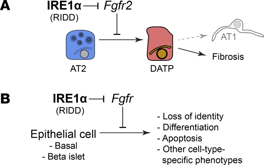 IRE1α promotes AT2 plasticity through downregulation of Fgfr2.
(A) Model...