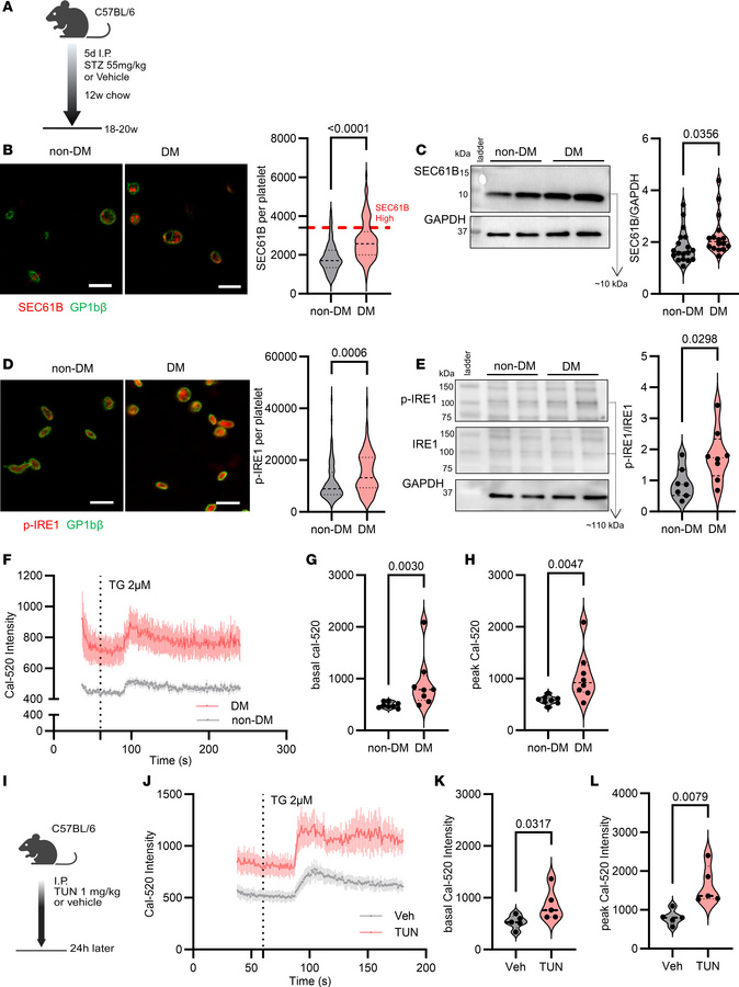 Hyperglycemia and tunicamycin (an ER stress inducer) increase platelet S...