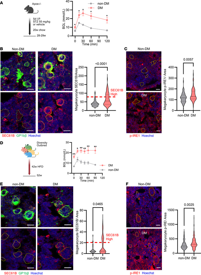 Increased SEC61B occurs at the level of the megakaryocyte in diabetic mi...
