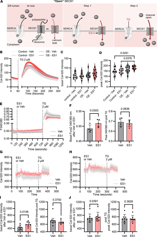 Eeyarestatin I, which stabilizes SEC61 in its “open” — calcium permeable...