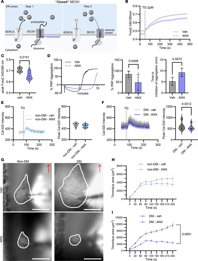 Anisomycin, which promotes a “sealed” SEC61 conformation, decreases ER c...