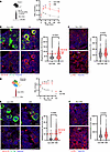 Increased SEC61B occurs at the level of the megakaryocyte in diabetic mice.
