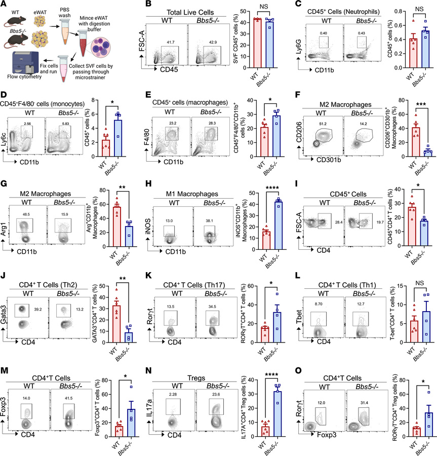 Adult Bbs5-null mice have a proinflammatory white adipose immunophenotyp...