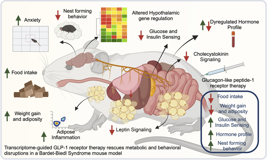 graphical abstract