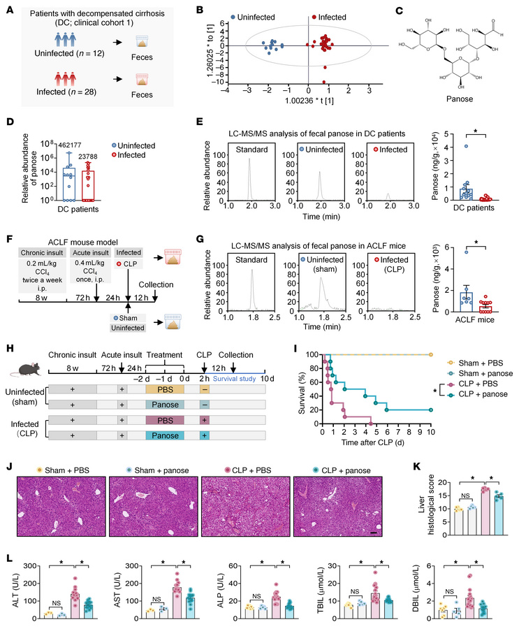 Infected patients with decompensated cirrhosis and ACLF mice exhibit low...