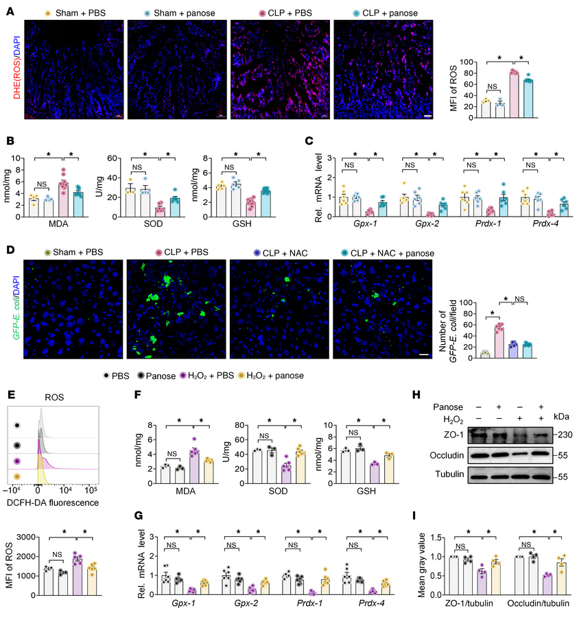 Panose ameliorates gut barrier dysfunction by inhibiting oxidative stres...