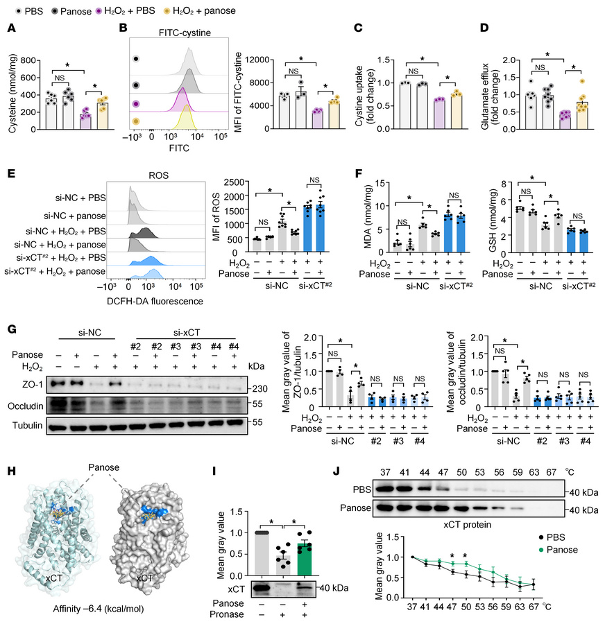 Panose reduces intestinal oxidative stress by interacting with the xCT p...