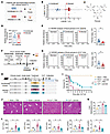Infected patients with decompensated cirrhosis and ACLF mice exhibit lower