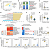 Infected patients with decompensated cirrhosis and ACLF mice have a lower a