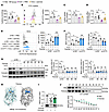 Panose reduces intestinal oxidative stress by interacting with the xCT prot