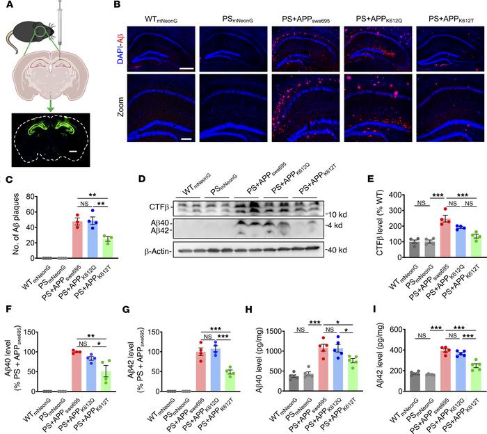 APP-K612la reduced Aβ generation in vivo.
(A) Brain stereotactic injecti...