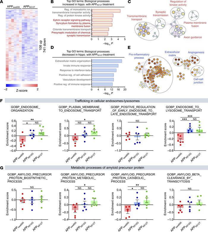 APP-K612la regulated transcription associated with APP metabolism in hip...