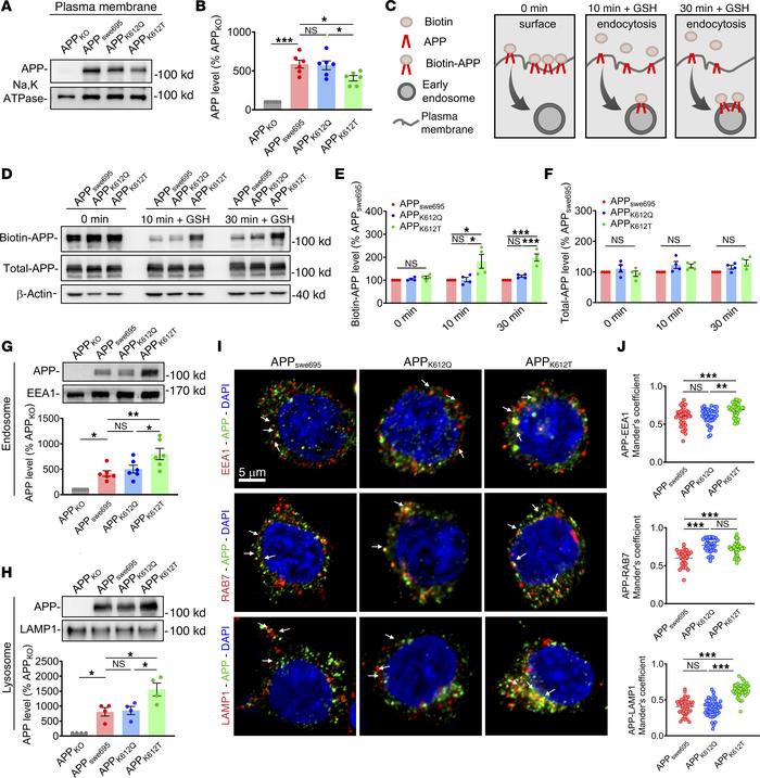 APP-K612la enhanced APP trafficking from the plasma membrane to the endo...
